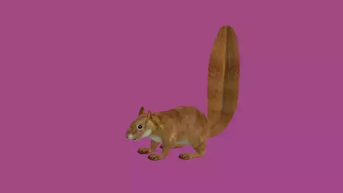 squrrel lowpoly 3d model