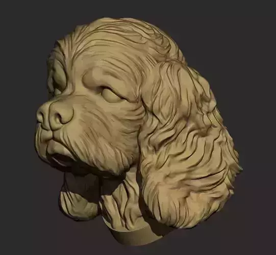 Dog  American Cocker Spaniel