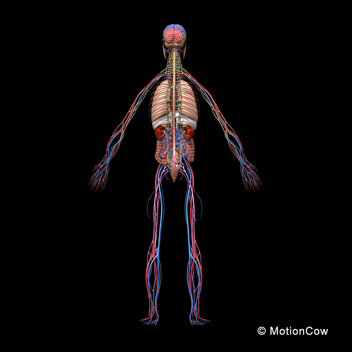 Skeleton Anatomy Nervous System - Rigged 3D model_19