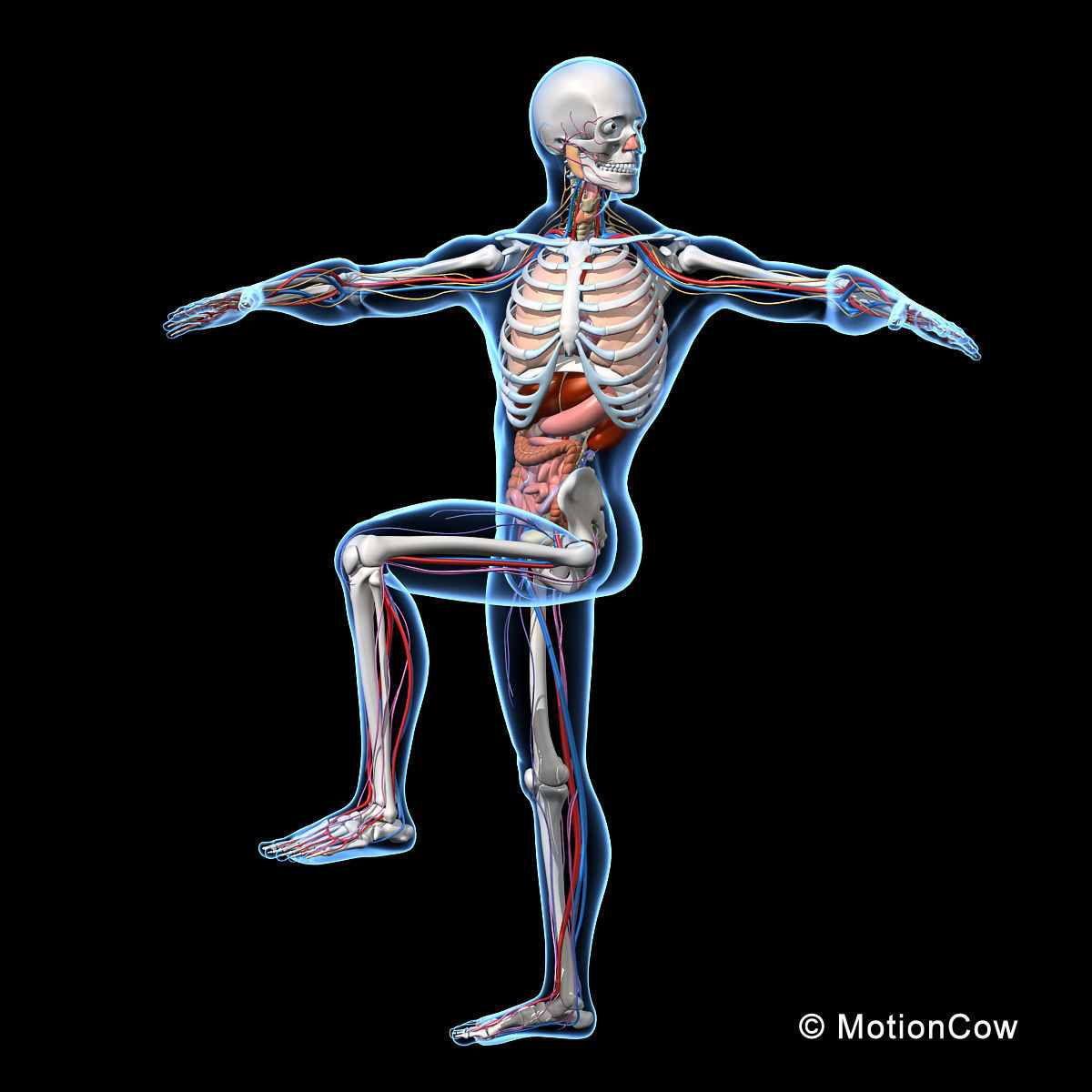 Skeleton Anatomy Nervous System - Rigged 3D model_4
