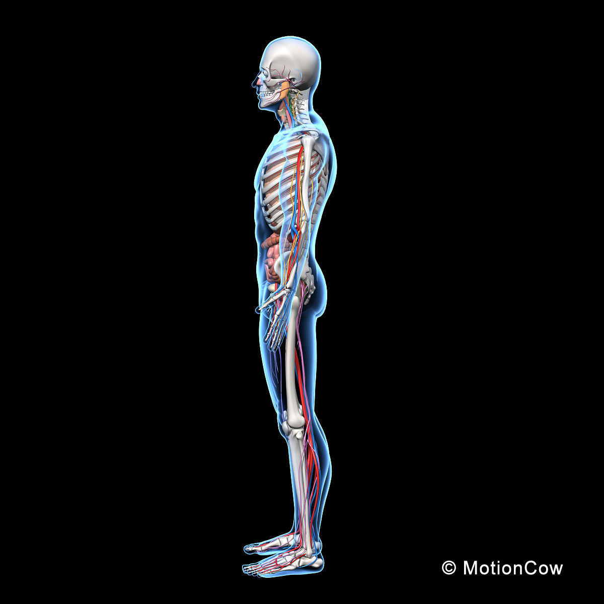 Skeleton Anatomy Nervous System - Rigged 3D model_20