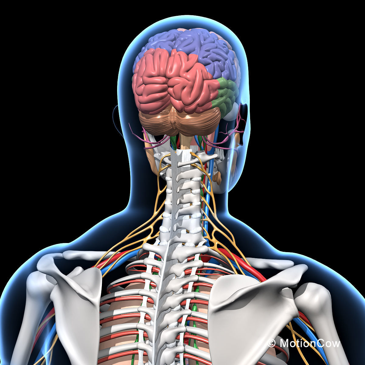 Skeleton Anatomy Nervous System - Rigged 3D model_29