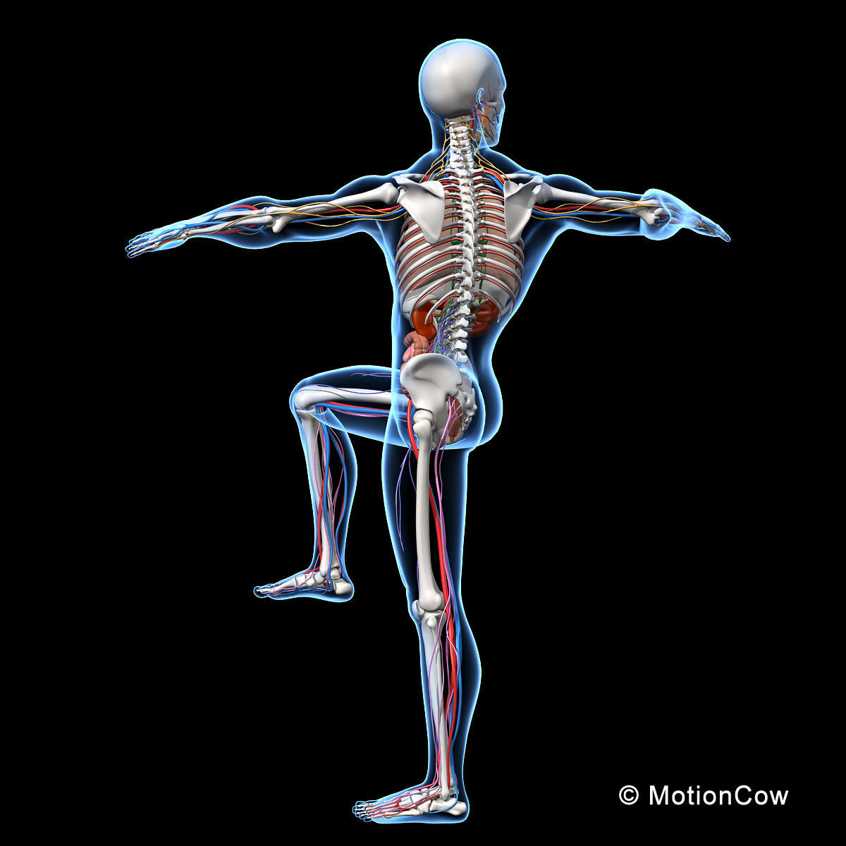 Skeleton Anatomy Nervous System - Rigged 3D model_6