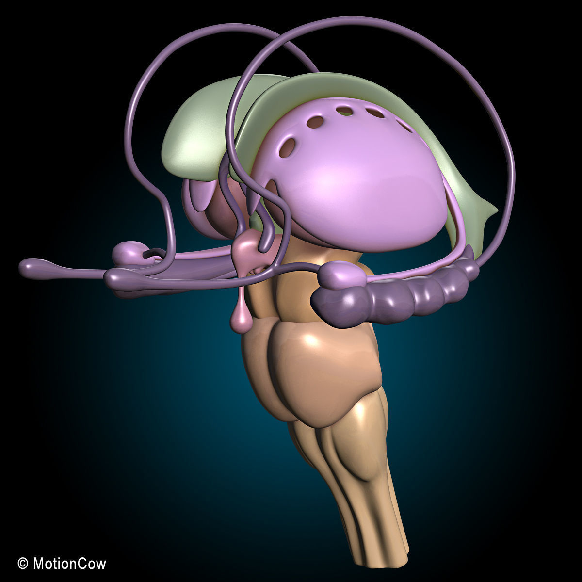 Skeleton Anatomy Nervous System - Rigged 3D model_42