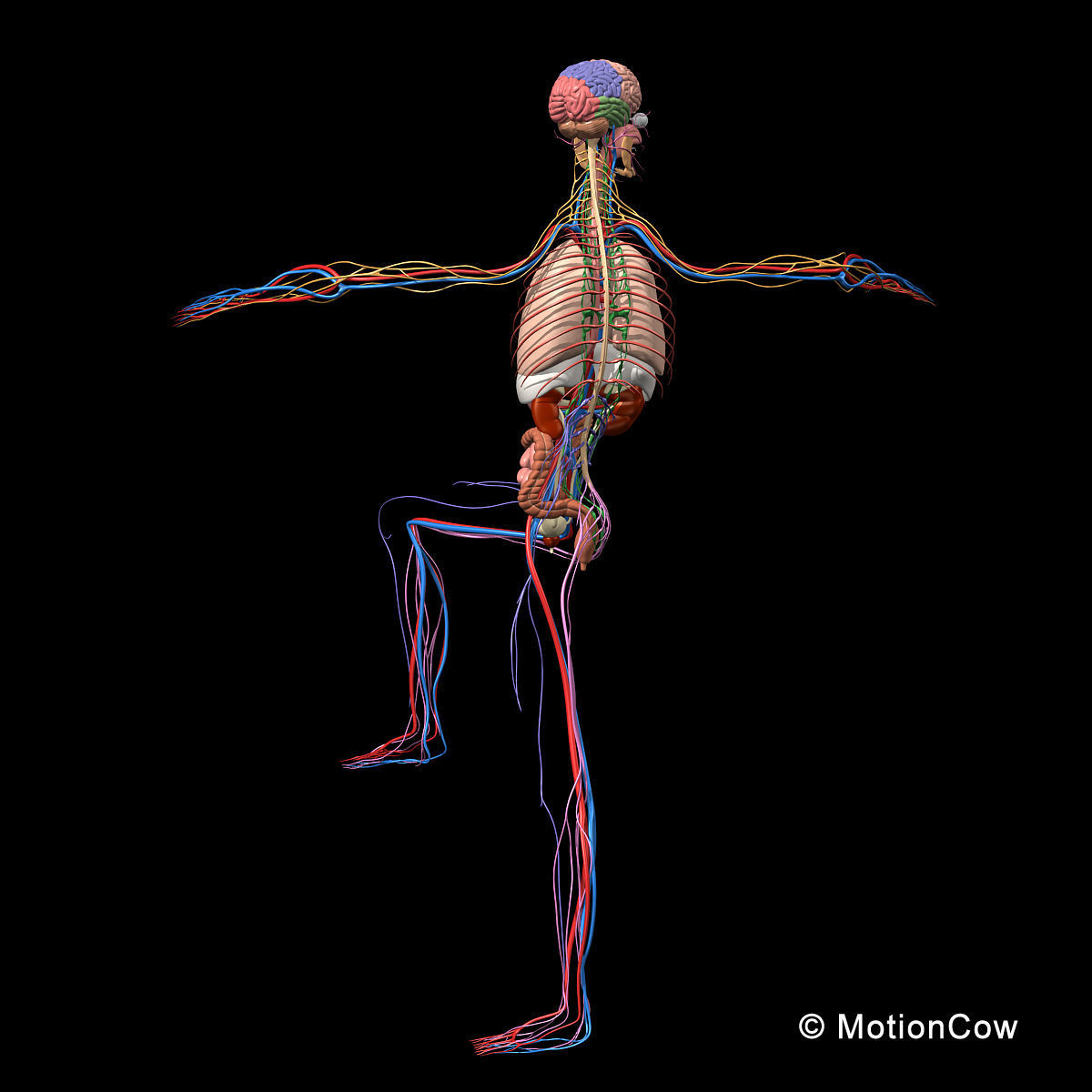 Skeleton Anatomy Nervous System - Rigged 3D model_7