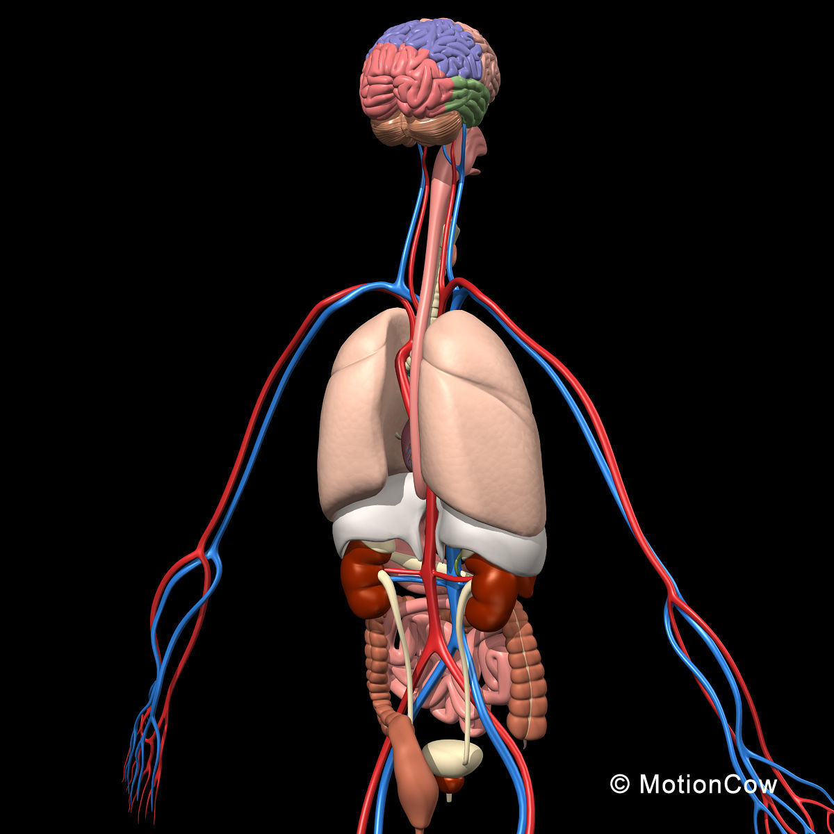 Skeleton Anatomy Nervous System - Rigged 3D model_32