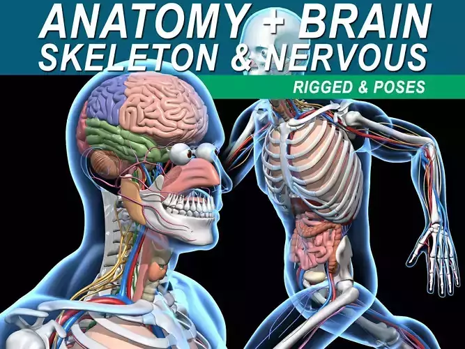 Skeleton Anatomy Nervous System - Rigged 3D model