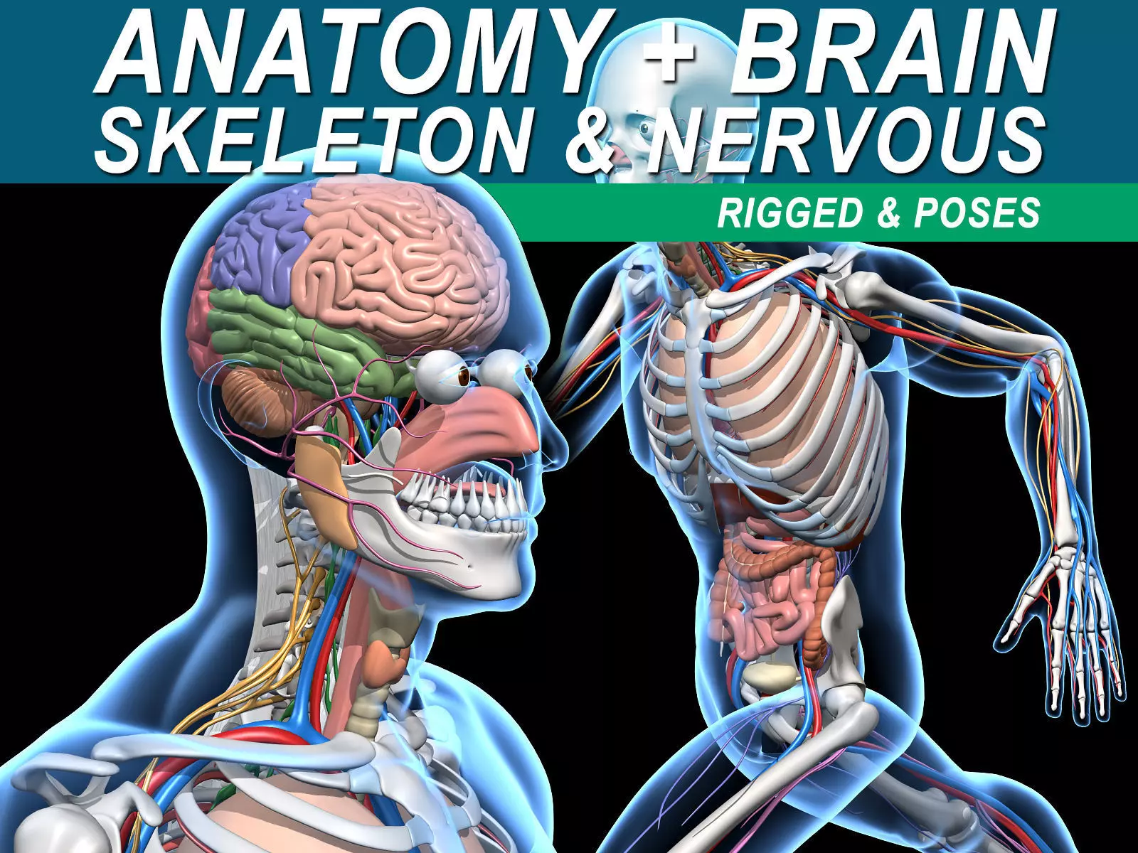 Skeleton Anatomy Nervous System - Rigged 3D model_0