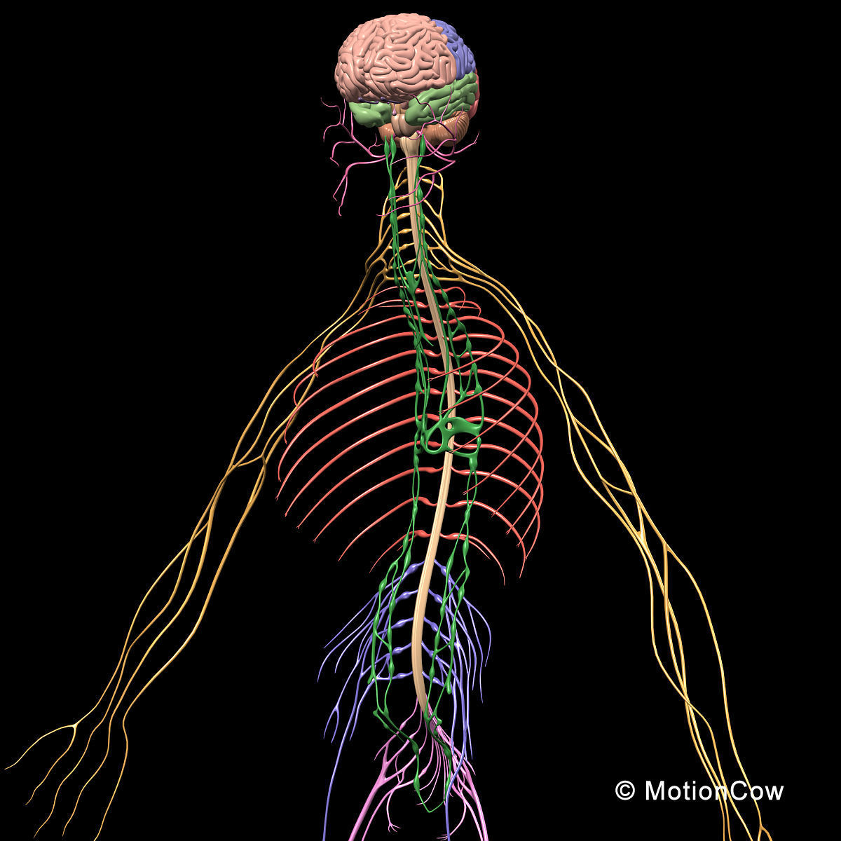 Skeleton Anatomy Nervous System - Rigged 3D model_52