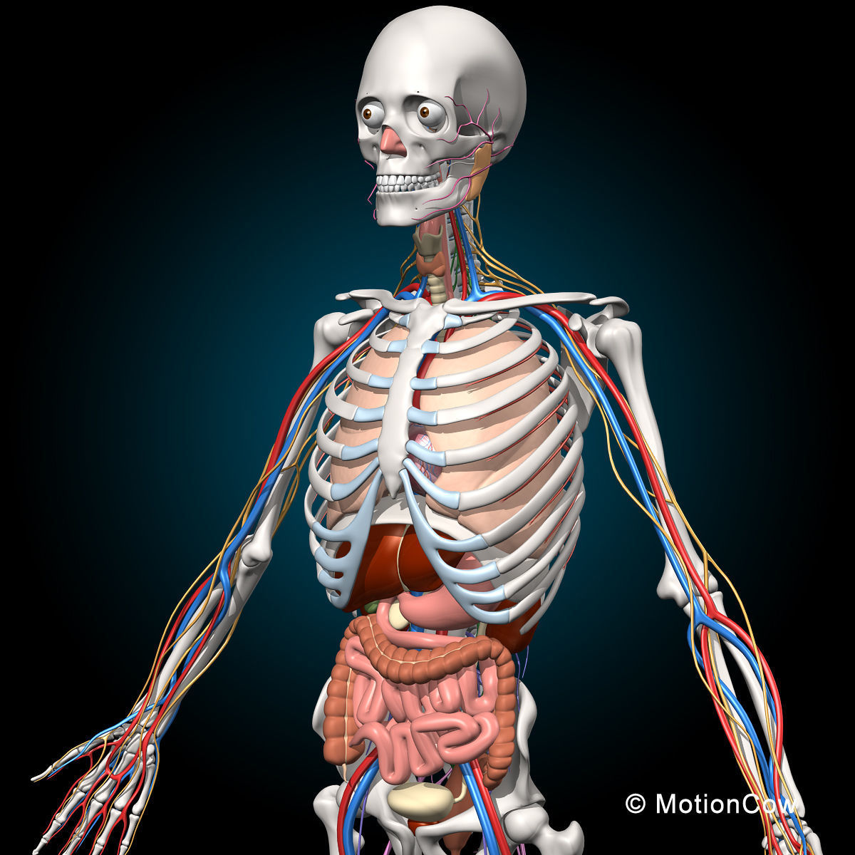 Skeleton Anatomy Nervous System - Rigged 3D model_22
