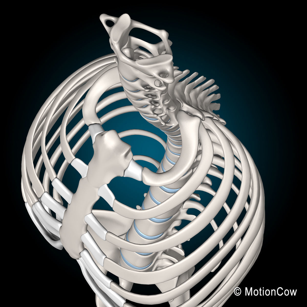 Skeleton Anatomy Nervous System - Rigged 3D model_62