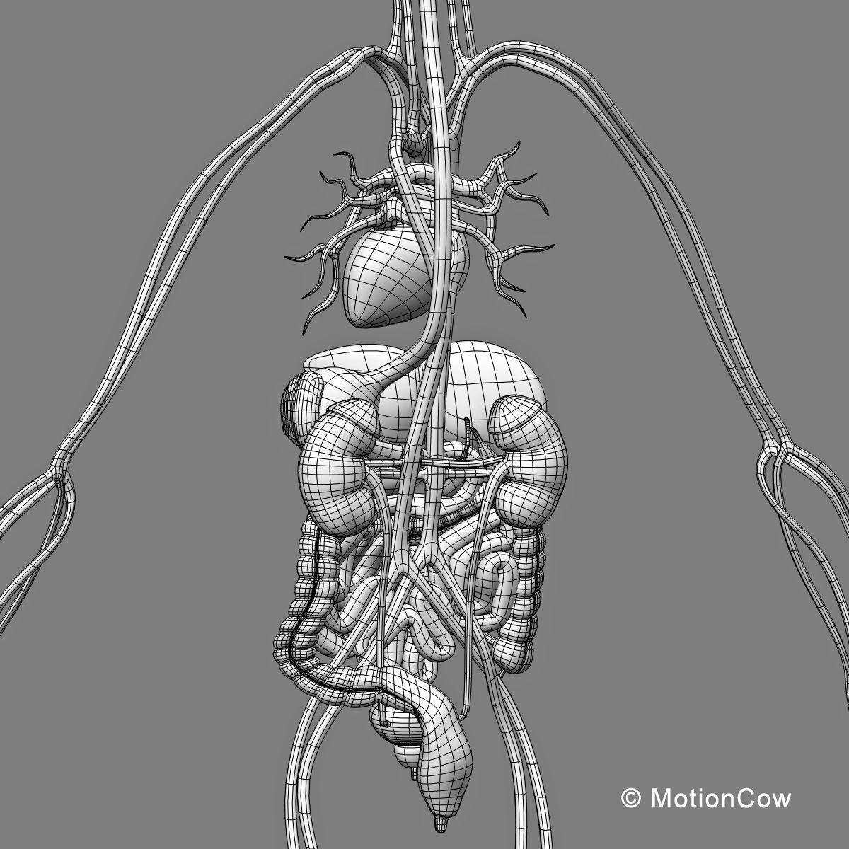 Skeleton Anatomy Nervous System - Rigged 3D model_76