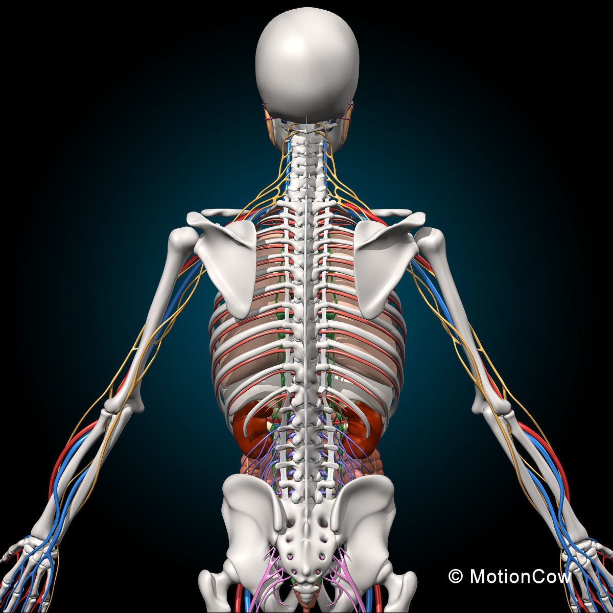 Skeleton Anatomy Nervous System - Rigged 3D model_25