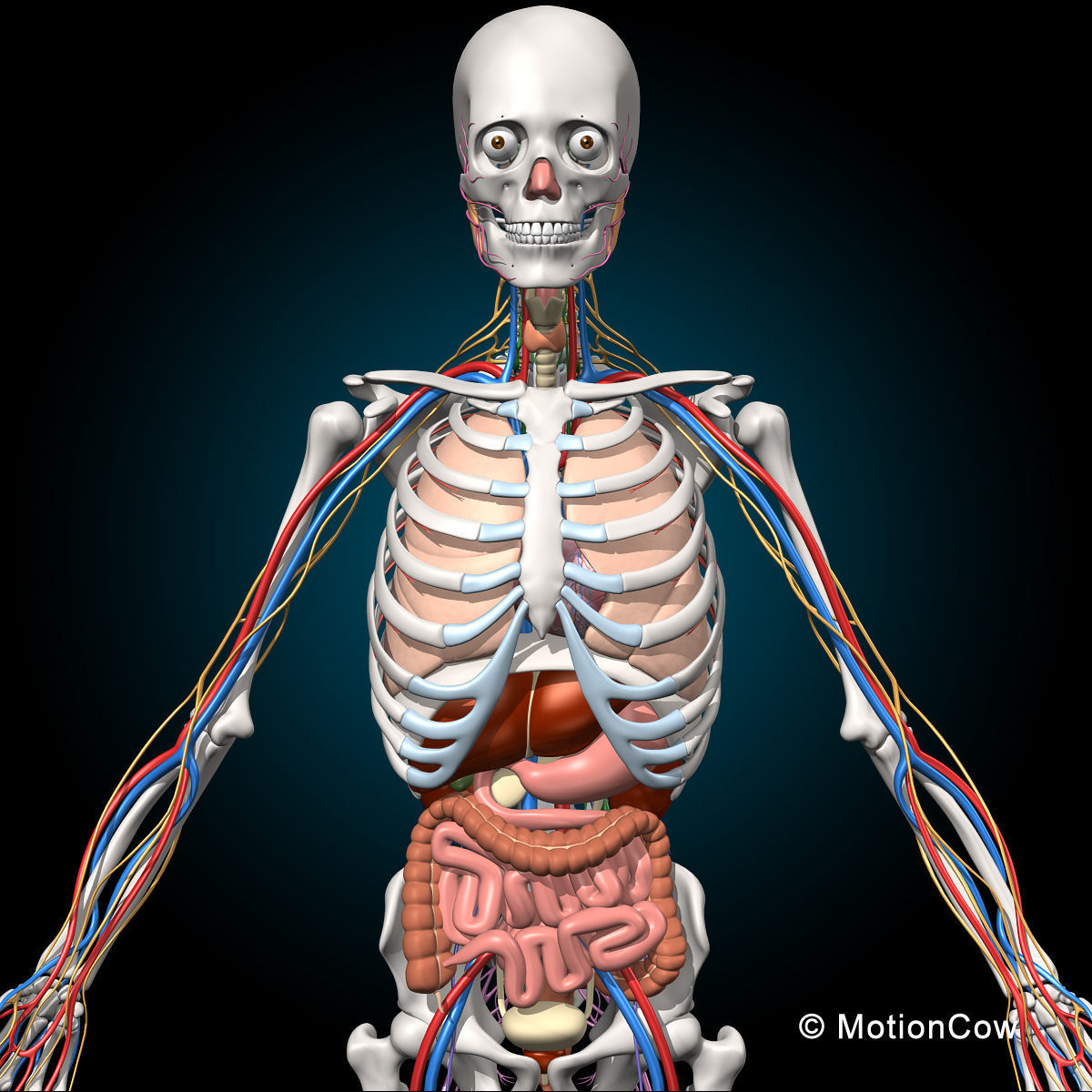 Skeleton Anatomy Nervous System - Rigged 3D model_23