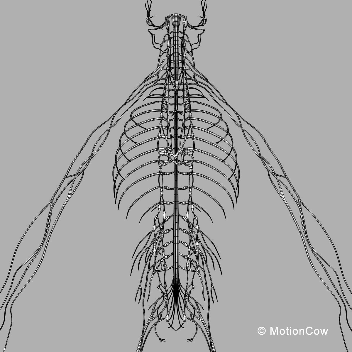 Skeleton Anatomy Nervous System - Rigged 3D model_86