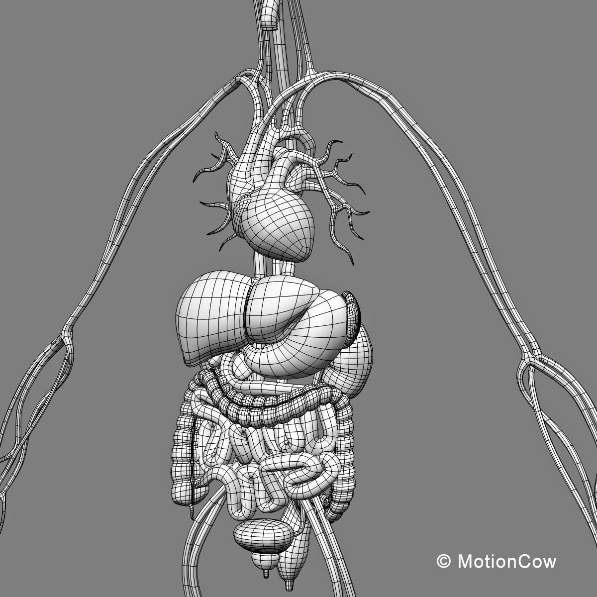Skeleton Anatomy Nervous System - Rigged 3D model_74