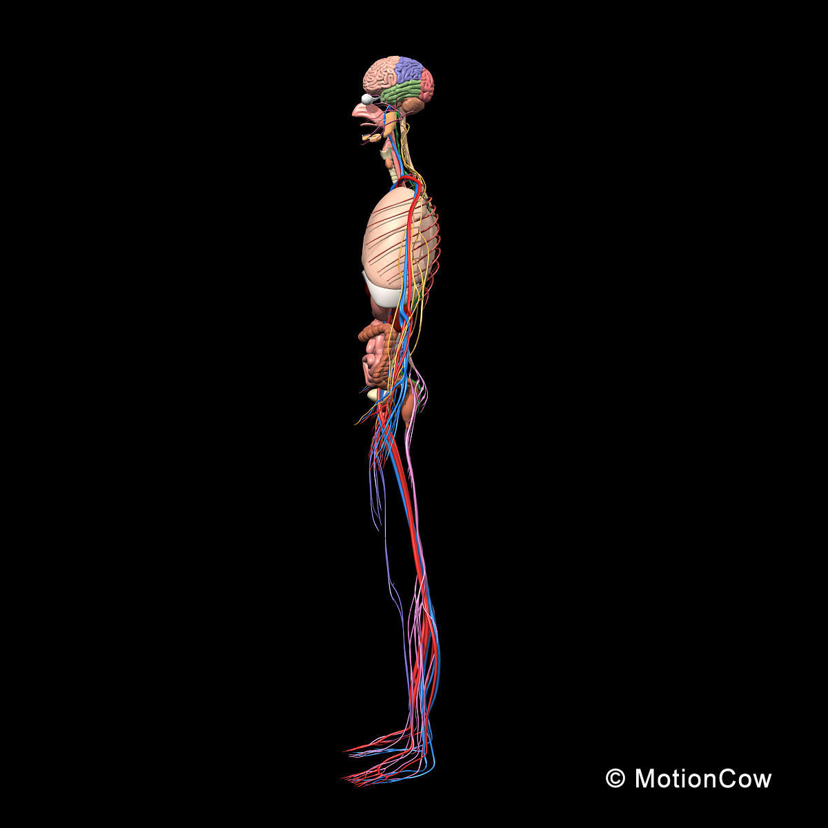 Skeleton Anatomy Nervous System - Rigged 3D model_21