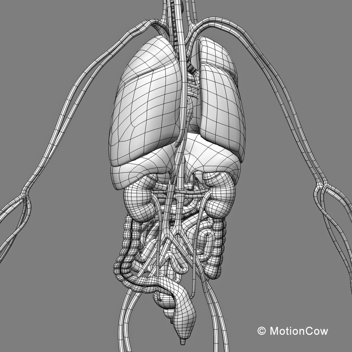 Skeleton Anatomy Nervous System - Rigged 3D model_75