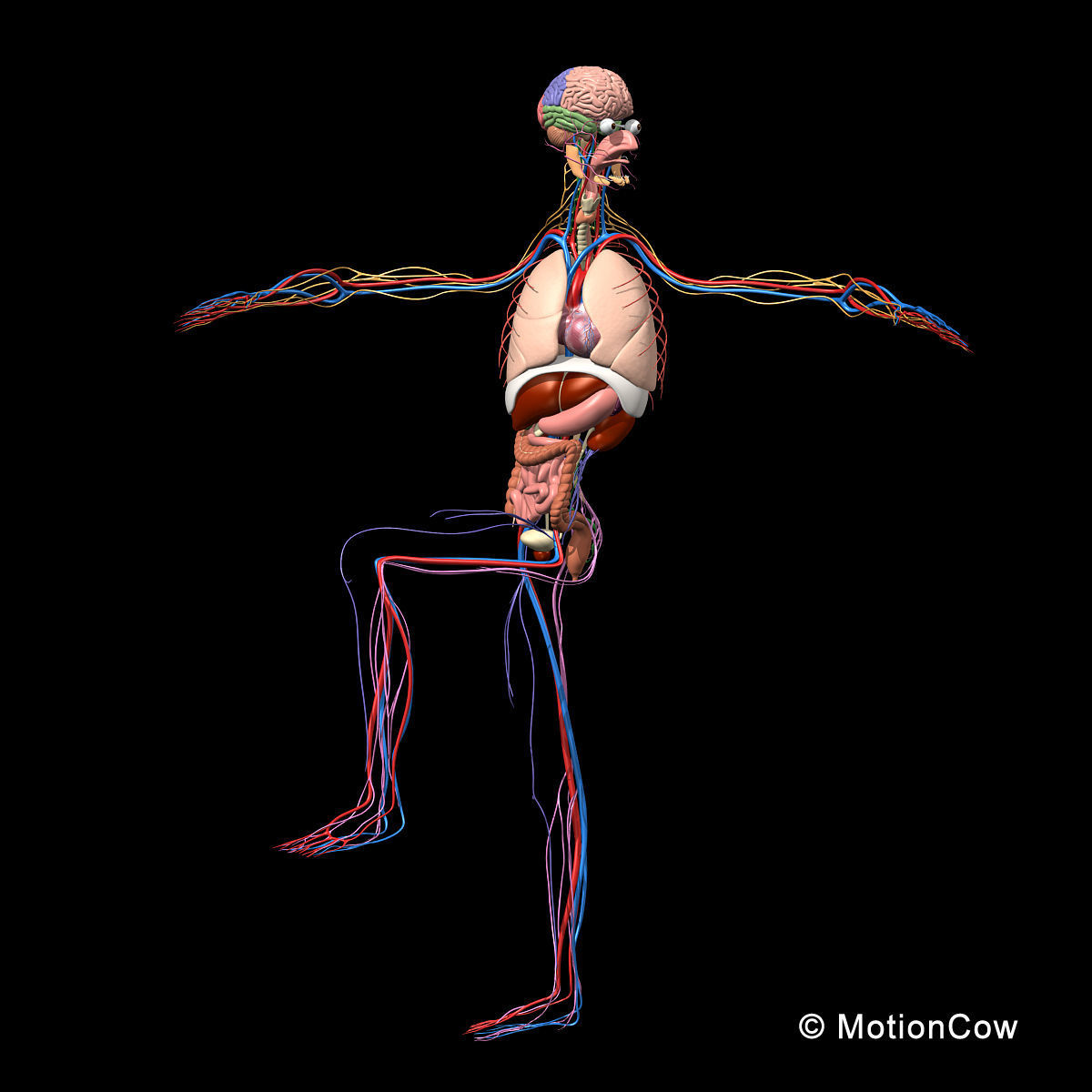 Skeleton Anatomy Nervous System - Rigged 3D model_5
