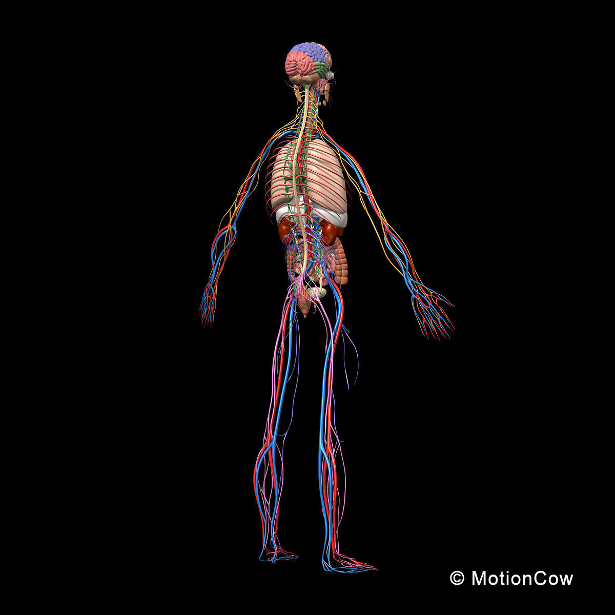 Skeleton Anatomy Nervous System - Rigged 3D model_15