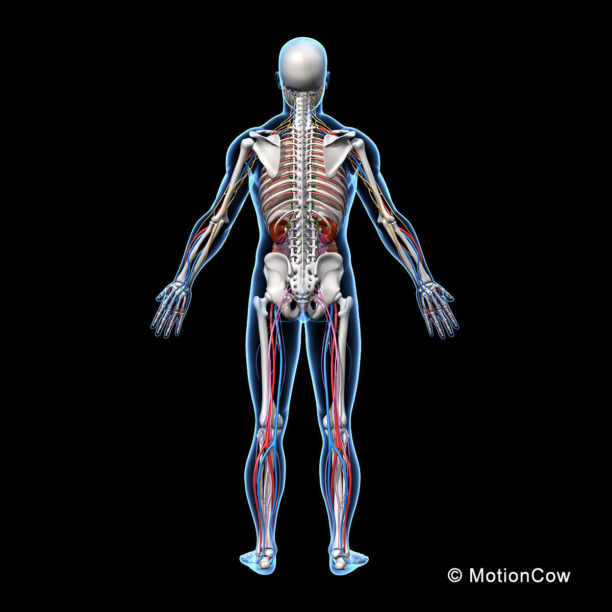 Skeleton Anatomy Nervous System - Rigged 3D model_18
