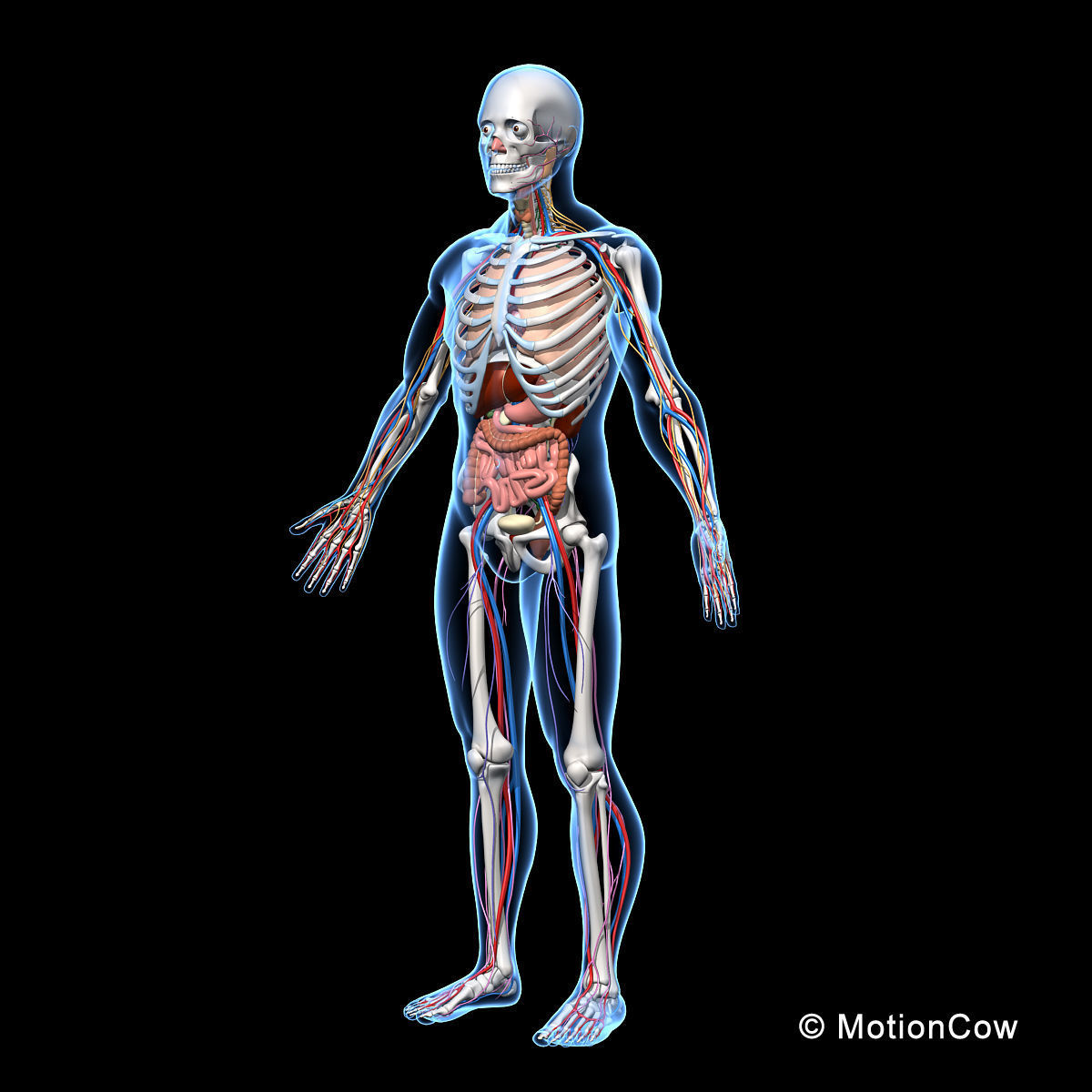 Skeleton Anatomy Nervous System - Rigged 3D model_12