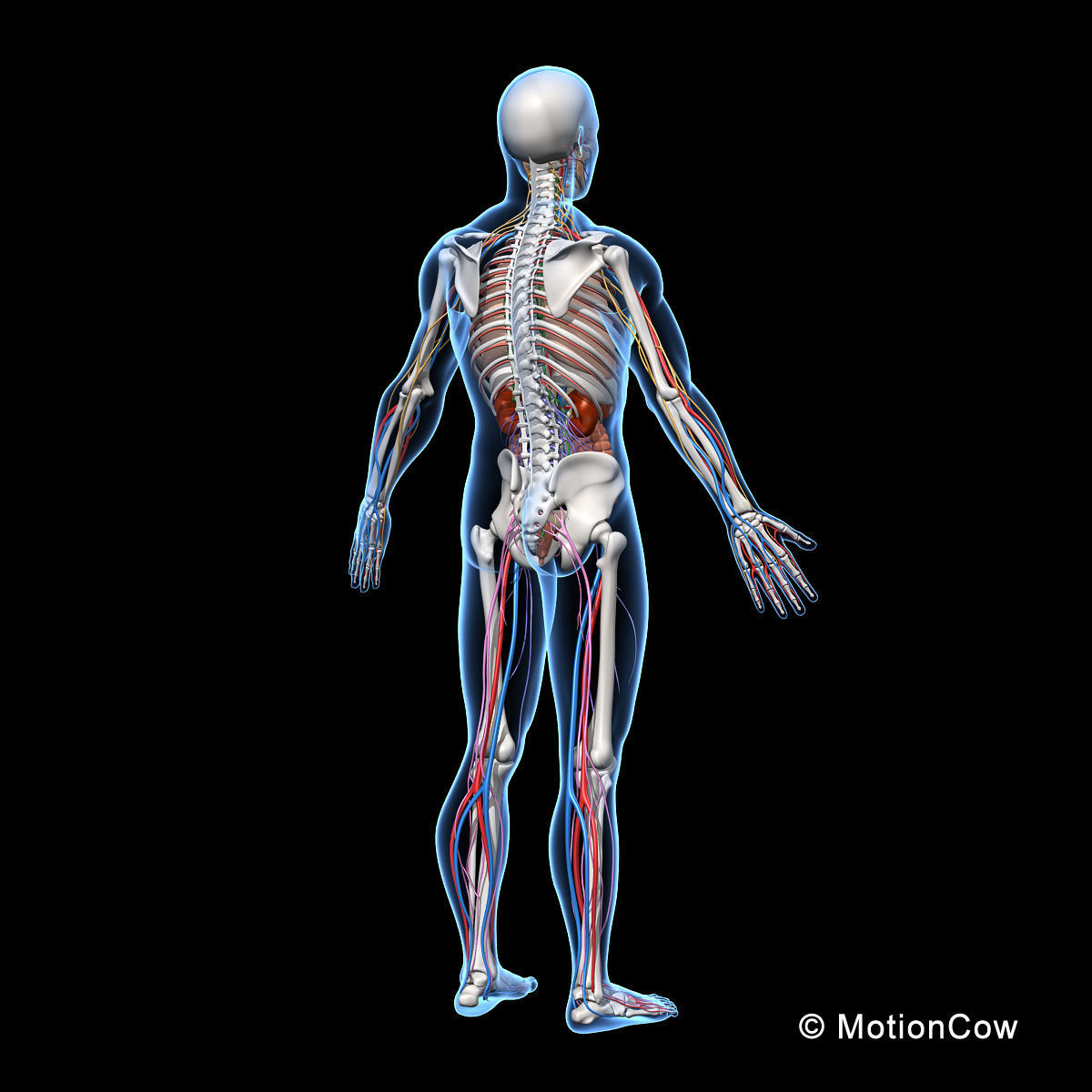 Skeleton Anatomy Nervous System - Rigged 3D model_14
