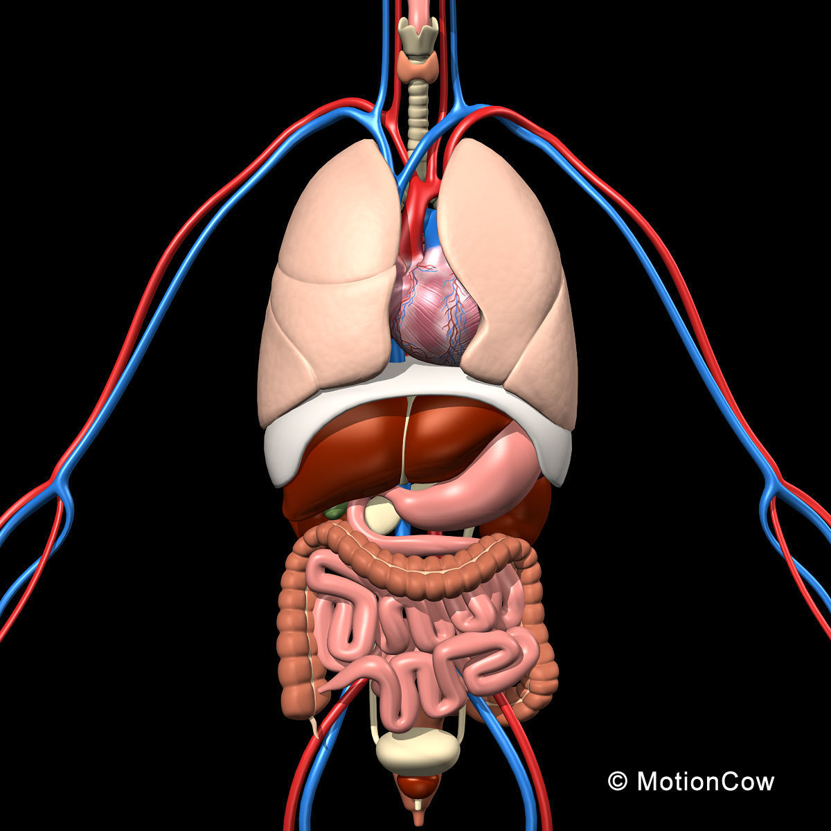 Skeleton Anatomy Nervous System - Rigged 3D model_33