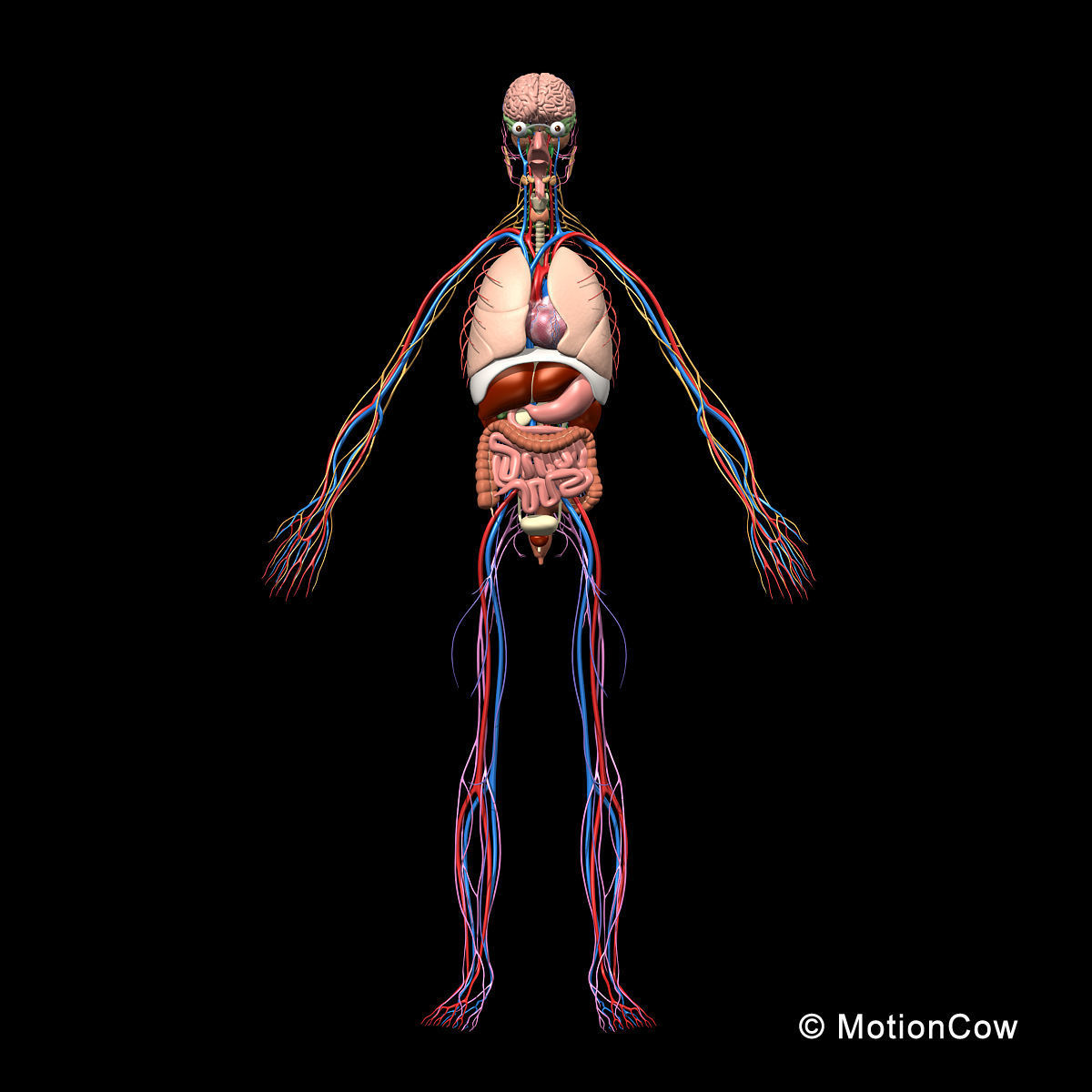 Skeleton Anatomy Nervous System - Rigged 3D model_17