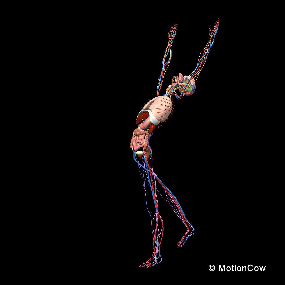 Skeleton Anatomy Nervous System - Rigged 3D model_11