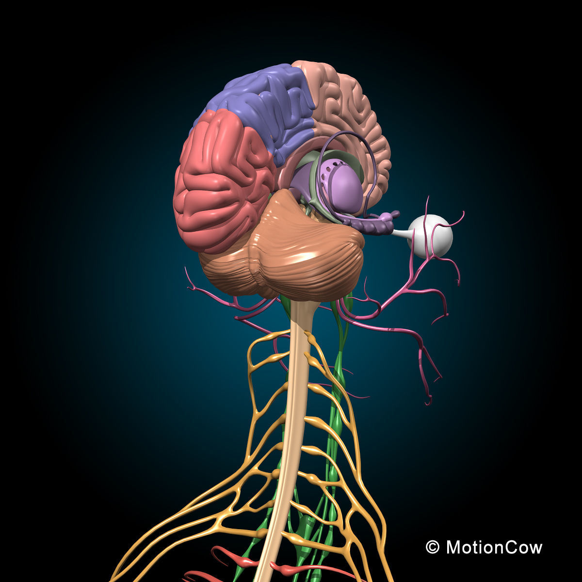 Skeleton Anatomy Nervous System - Rigged 3D model_51