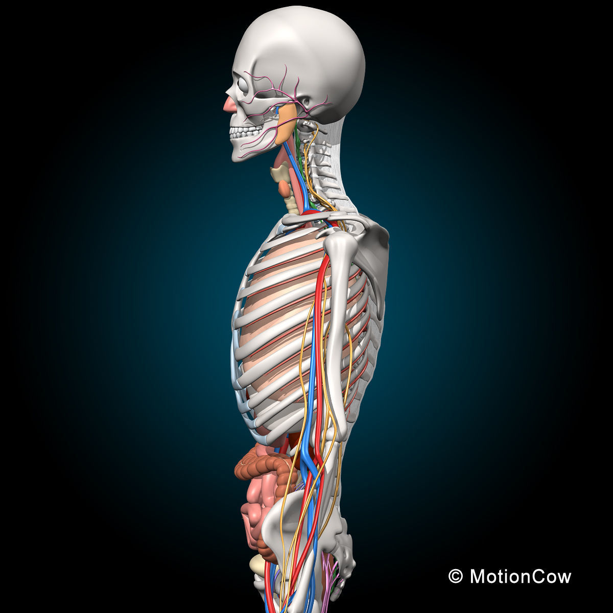 Skeleton Anatomy Nervous System - Rigged 3D model_26