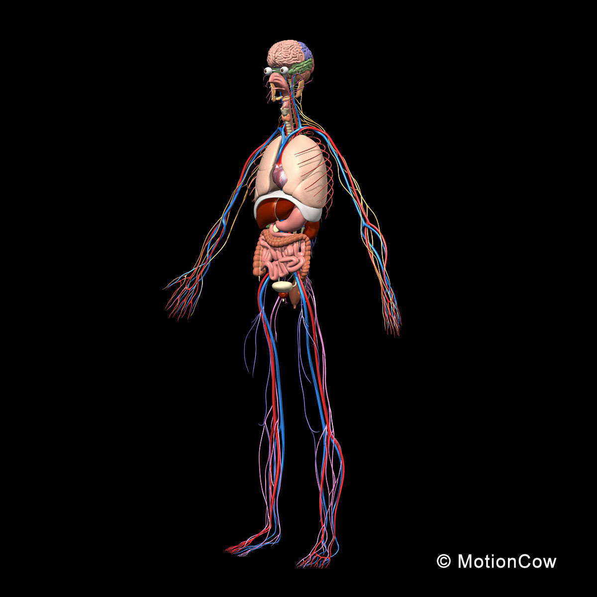 Skeleton Anatomy Nervous System - Rigged 3D model_13