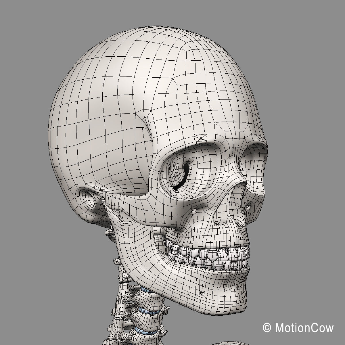 Skeleton Anatomy Nervous System - Rigged 3D model_79