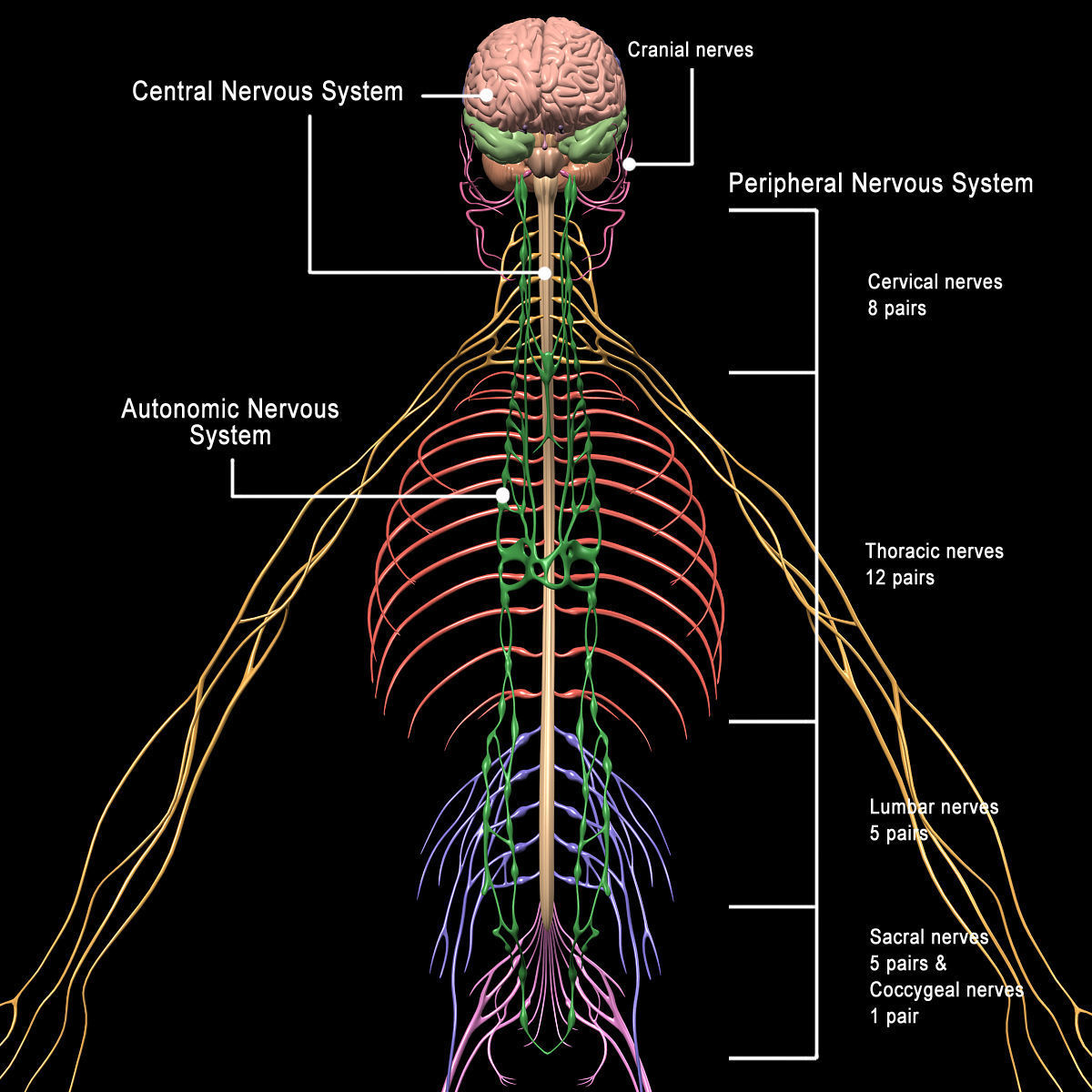 Skeleton Anatomy Nervous System - Rigged 3D model_54