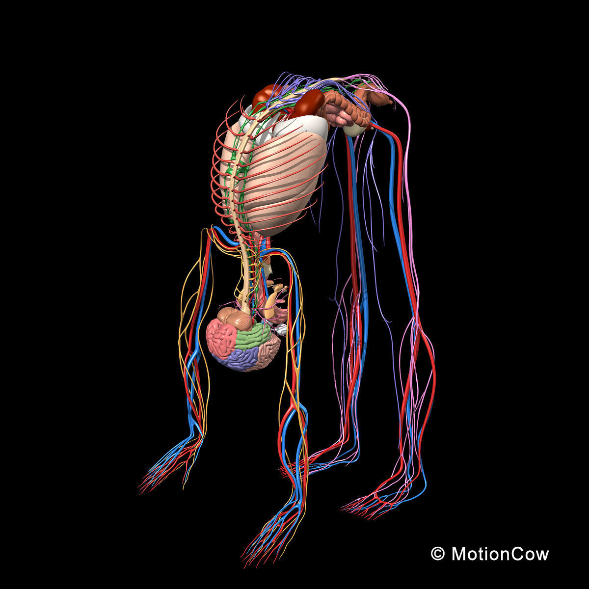 Skeleton Anatomy Nervous System - Rigged 3D model_9