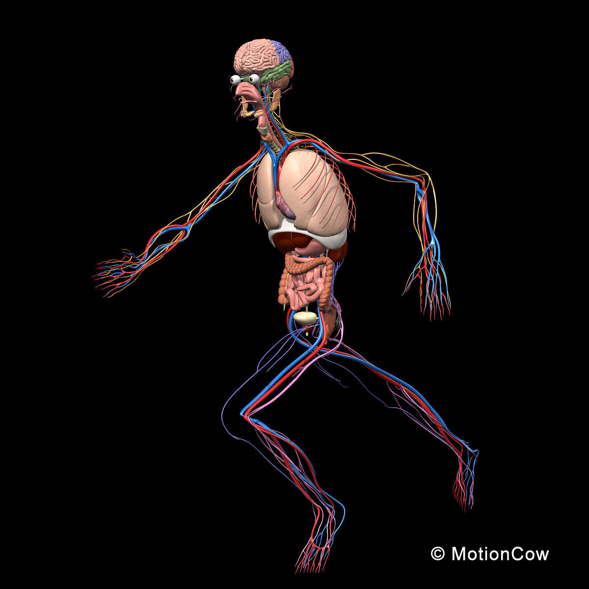 Skeleton Anatomy Nervous System - Rigged 3D model_3