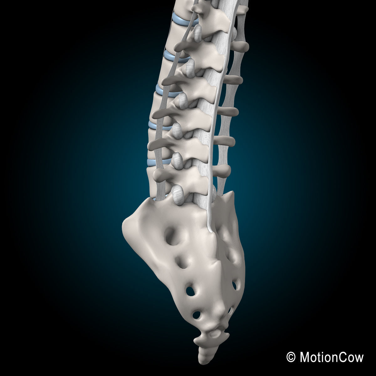Skeleton Anatomy Nervous System - Rigged 3D model_70