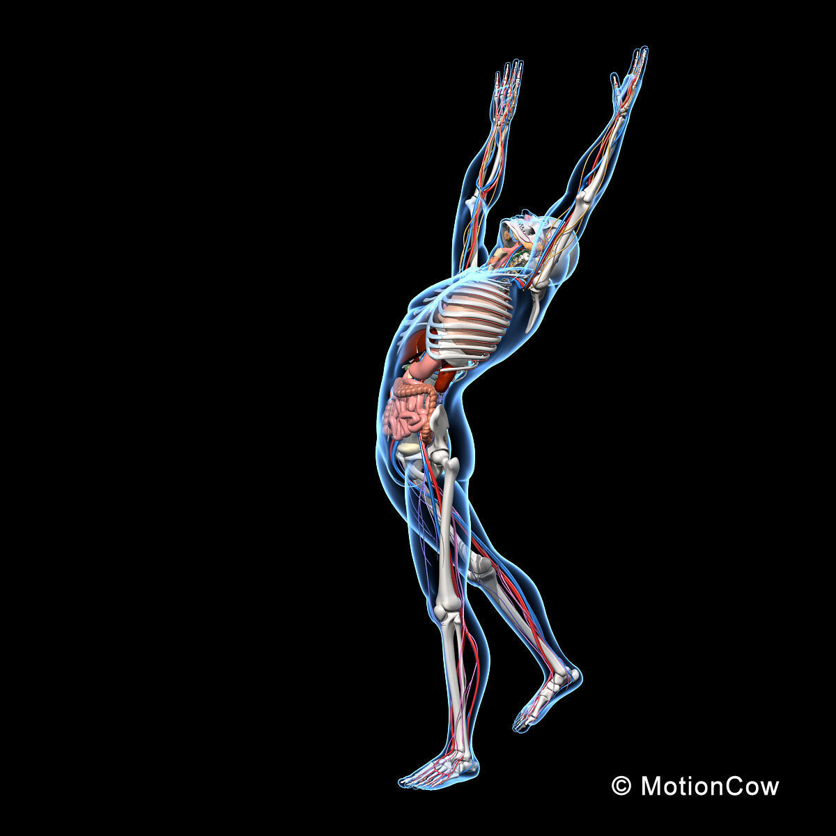 Skeleton Anatomy Nervous System - Rigged 3D model_10