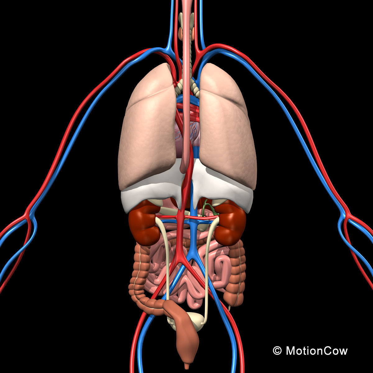 Skeleton Anatomy Nervous System - Rigged 3D model_34