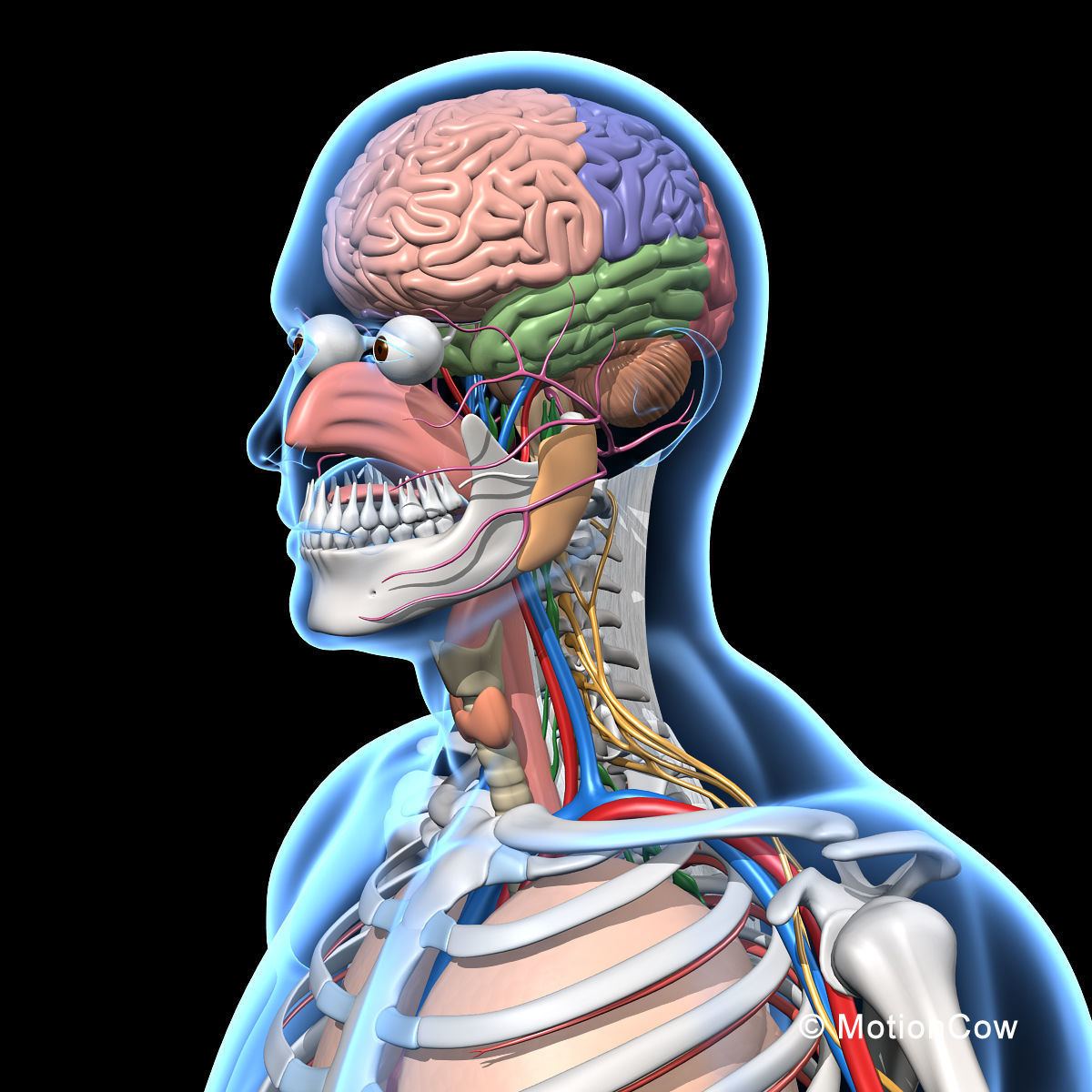 Skeleton Anatomy Nervous System - Rigged 3D model_27