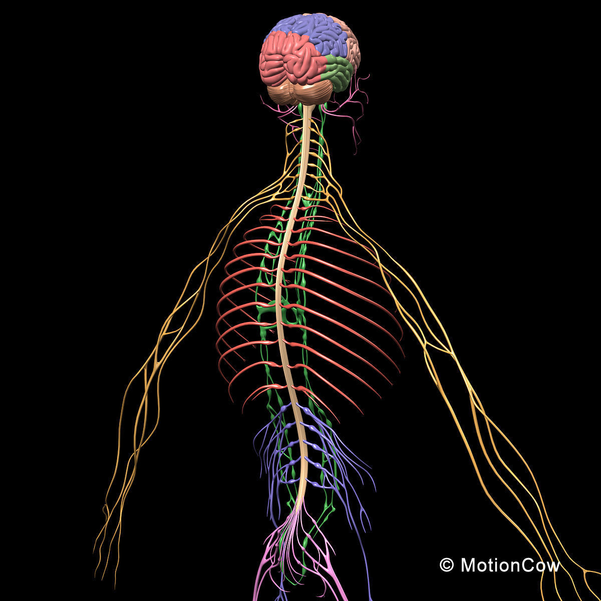 Skeleton Anatomy Nervous System - Rigged 3D model_53