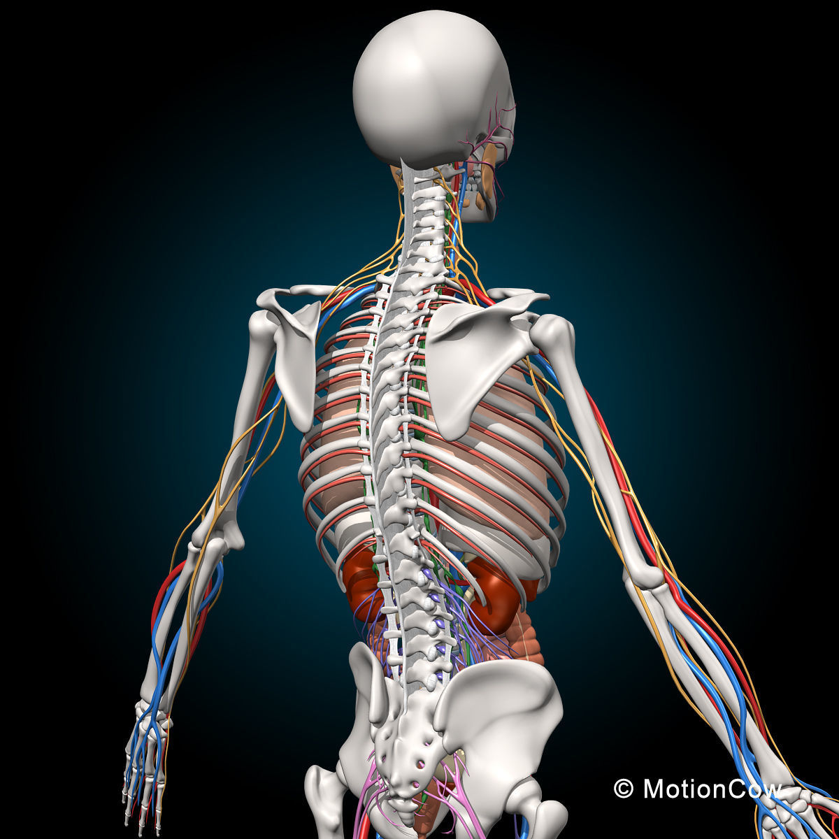 Skeleton Anatomy Nervous System - Rigged 3D model_24