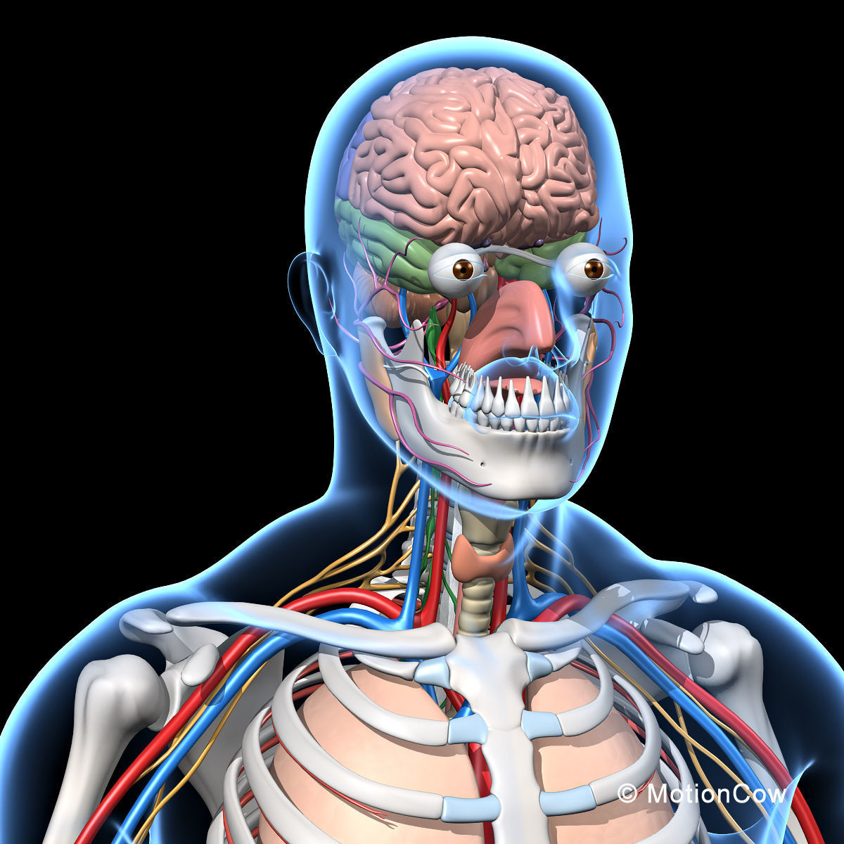 Skeleton Anatomy Nervous System - Rigged 3D model_28