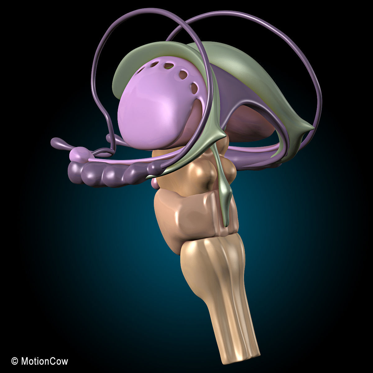 Skeleton Anatomy Nervous System - Rigged 3D model_43