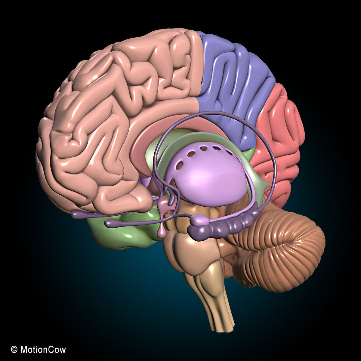 Skeleton and Nervous System 3D model_36