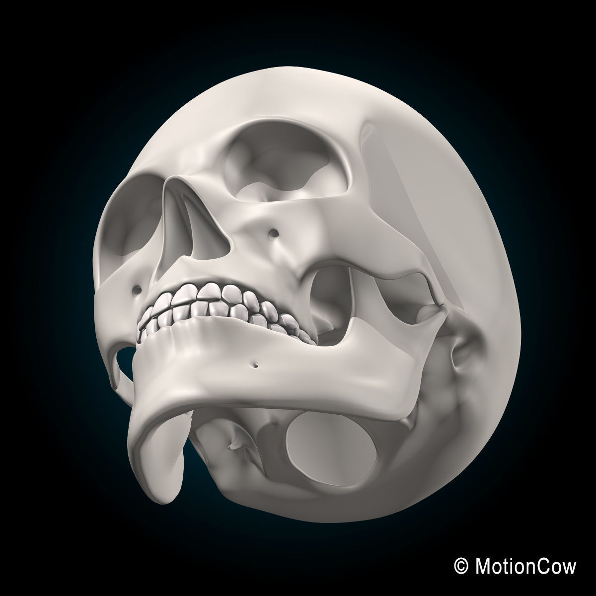 Skeleton and Nervous System 3D model_40