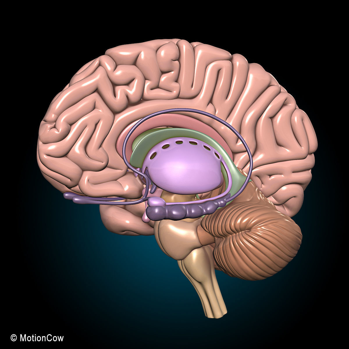 Skeleton and Nervous System 3D model_25