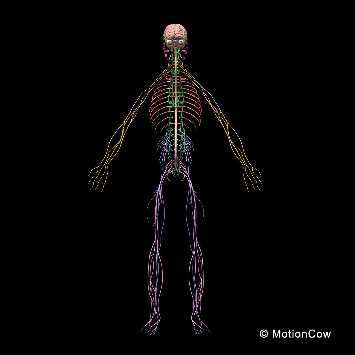 Skeleton and Nervous System 3D model_10