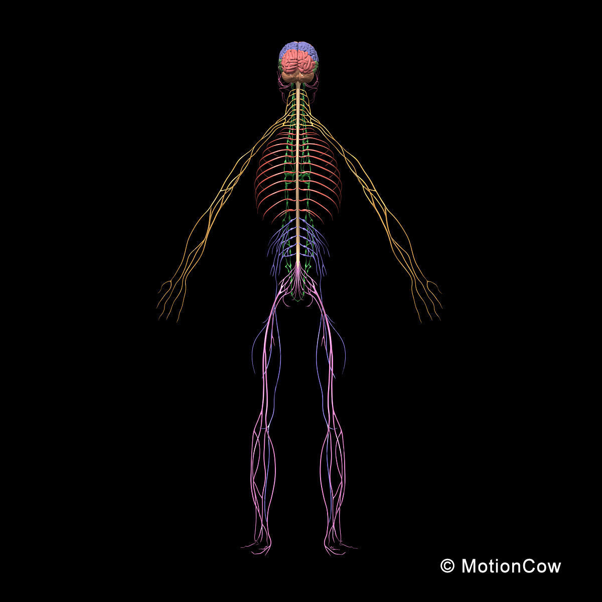 Skeleton and Nervous System 3D model_14